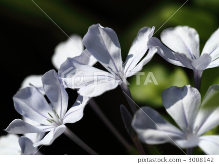 Cool Rurimatsuri flower 3008142