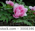 Peony 3008346