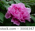 Hirosaki castle peony medicine 3008347