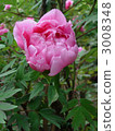 Peony 3008348