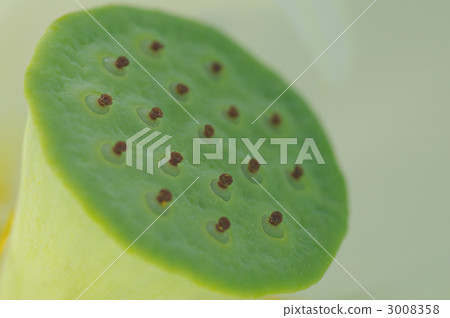 Lotus chestnut 3008358