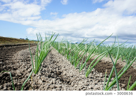 Negihatake Negihatake 3008636