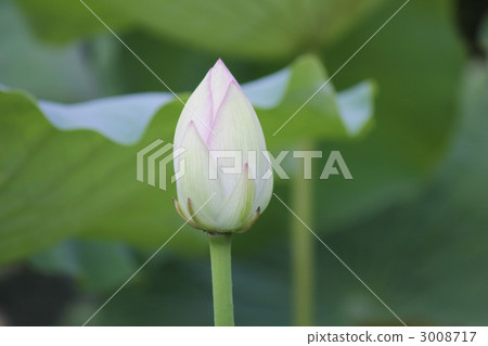 綠色 蓓蕾 殖民地 3008717