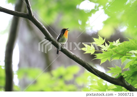 基比塔基 基比塔基 3008721