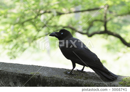 皰疹的皰疹1 3008741