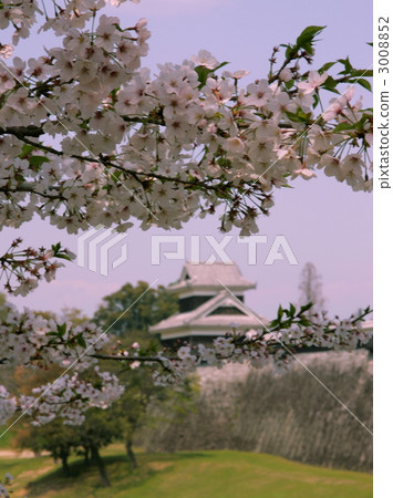 Cherry blossoms at Kumamoto castle 3008852