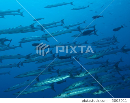 黑鰭白鮭梭魚 魚 梭魚類 3008911