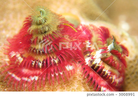 大旋鰓蟲 大旋鰓蟲 3008991