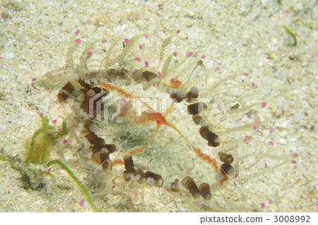 Hanagasa水母 3008992