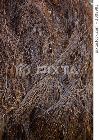 本田瓦拉 3008993