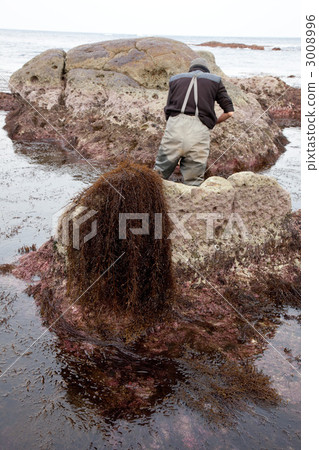 Seaweed picking Seaweed picking 3008996