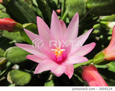 hoshikujaku, bloom, blossom 3009224