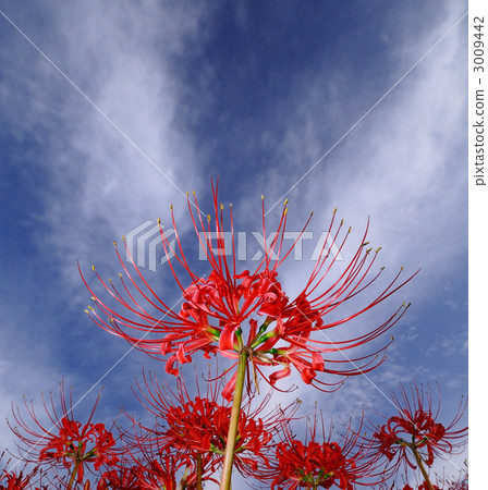 童話村的群集孤挺花 3009442