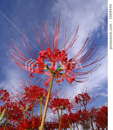A cluster amaryllis in the fairy tale village A cluster amaryllis in the fairy tale village 3009444