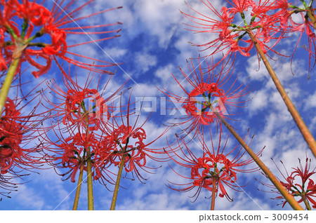 A cluster amaryllis in the fairy tale village 3009454