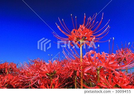 A cluster amaryllis in the fairy tale village A cluster amaryllis in the fairy tale village 3009455