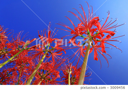 A cluster amaryllis in the fairy tale village A cluster amaryllis in the fairy tale village 3009456