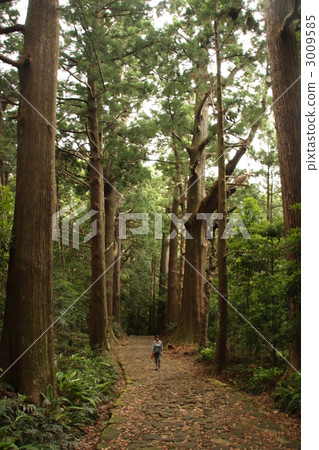 kumano kodo, daimon slope, kumano nachi taisha 3009585