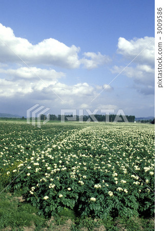 20003 Abashiri potato field in Hokkaido 20003 Abashiri potato field in Hokkaido 3009586