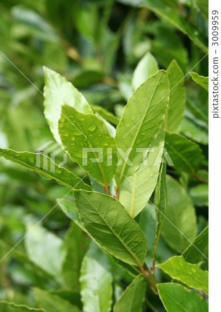 Herbs and baileys 3009959