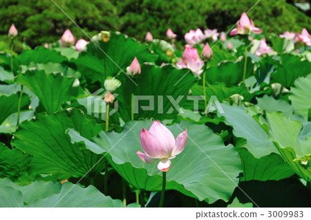 Lotus flower 3009983