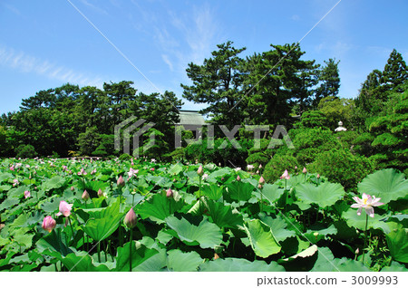 蓮花盛開的白山公園 3009993