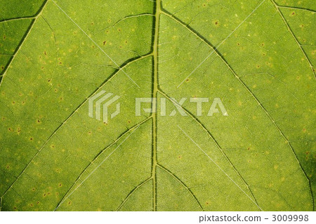 樹葉 葉脈 葉子 3009998