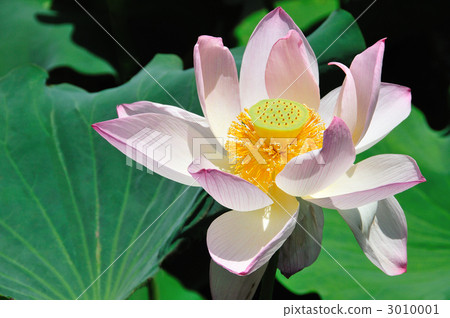 Lotus flower 3010001