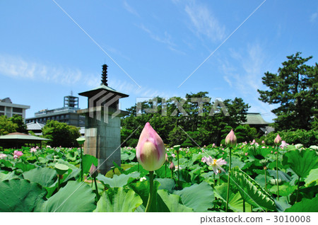 Lotus blossoming Hakusan park 3010008