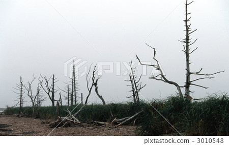 在Noshi半島的Todoara 3010548