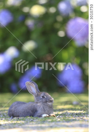 一隻兔子 3010750
