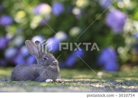 一隻兔子 3010754