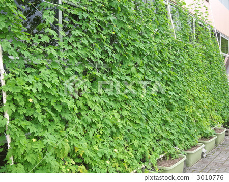 Green Curtain 3010776