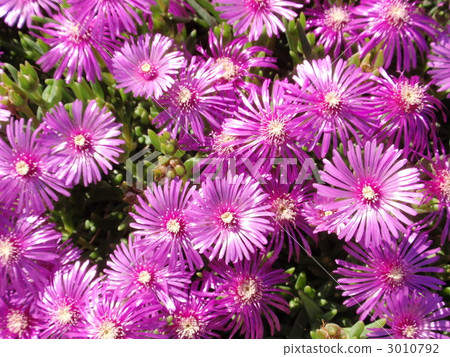 Matsuba button 3010792