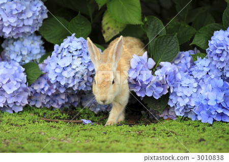 一隻兔子 3010838