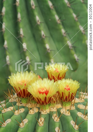 Cactus flower 3011004