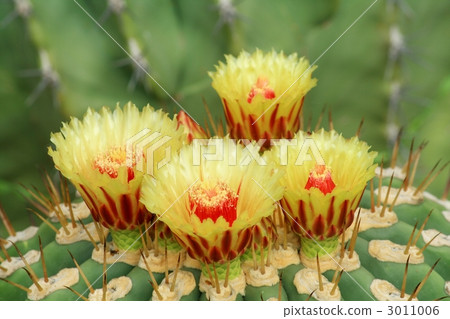 Cactus flower Cactus flower 3011006
