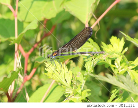 Atrocalopteryx蟬 Atrocalopteryx蟬 3011131