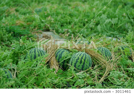 西瓜的領域 3011461