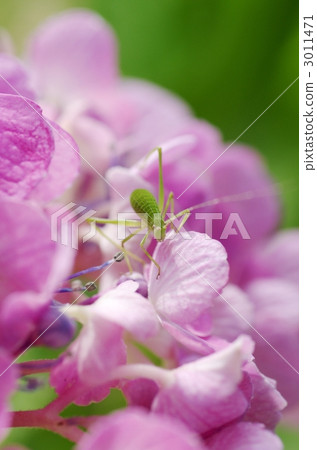 繡球花和Tsumugi 繡球花和Tsumugi 3011471