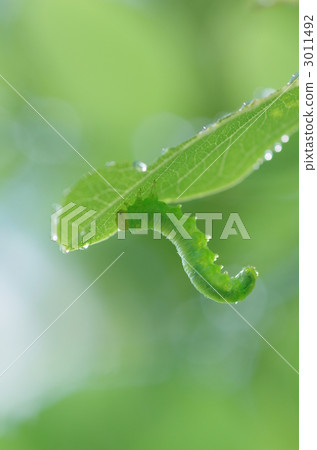 Worm 3011492