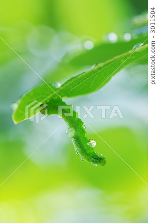 綠色毛毛蟲 綠色毛毛蟲 3011504