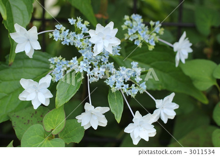 Hydrangea flower flowers 3011534