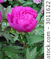 chinese peony, bloom, blossom 3011622