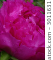chinese peony, bloom, blossom 3011631