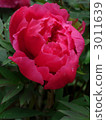 chinese peony, bloom, blossom 3011639