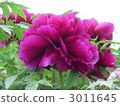 chinese peony, bloom, blossom 3011645