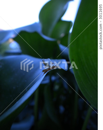 Back of child frog 3011695