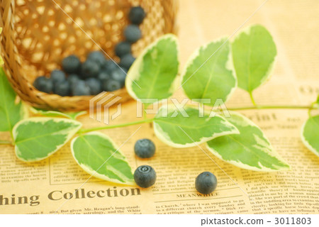 藍莓 藍莓 3011803