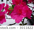 azalea, azaleas, bloom 3011822